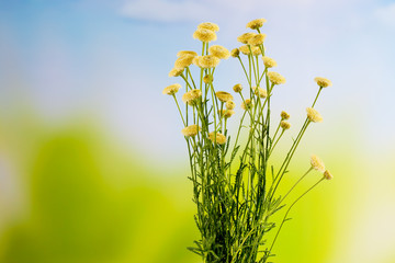 Olivenkraut (Santolina viridis), Küchenkräuter, Gewürz, © tunedin