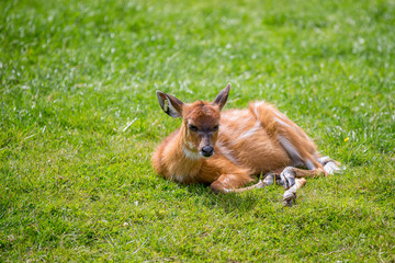 Eastern Bongos Calf