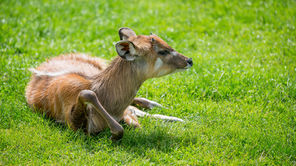 Eastern Bongos Calf