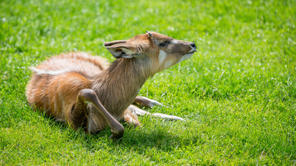 Eastern Bongos Calf