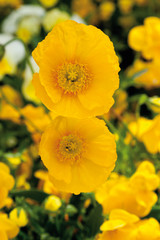 Deutschland, Close up of Island Mohn