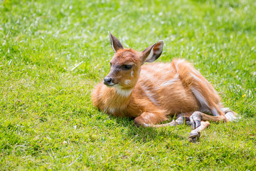Eastern Bongos Calf