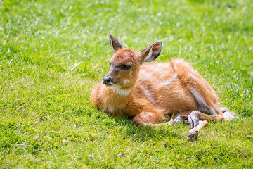 Eastern Bongos Calf