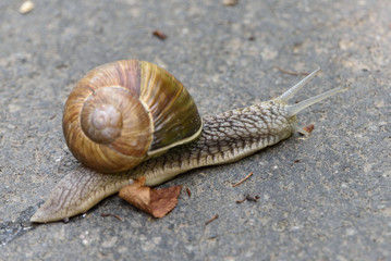 Schnecke auf Tour