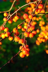 Ripe crab apples on the tree.