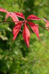 Wilder Wein im Herbst