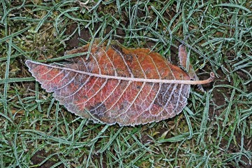 Frosty brown leaf.