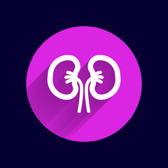 kidney icon isolated human two vein white medical 