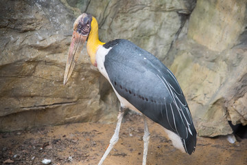Lesser adjutant stork in the zoo