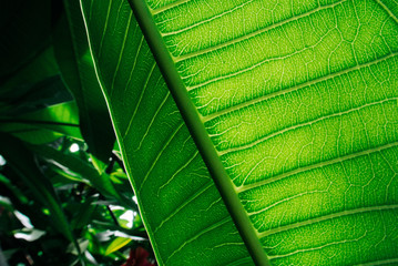 Green leaves backlit is nature abstract background 