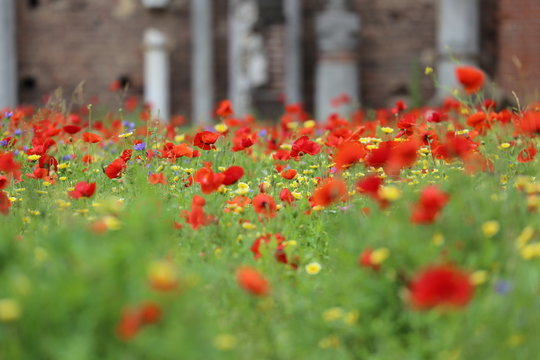 Mohn in Mailand