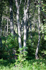 Obraz premium Birch trees in Bindal in Nordland, Norway on a sunny summer day.