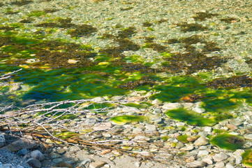 Green river seagrass in river in Bindal in Nordland, Norway on a sunny summer day.