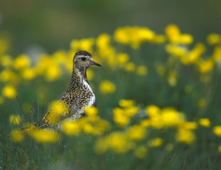 Golden plover with yellow flowers, Iceland