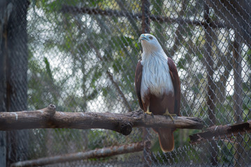 Lesser adjutant stork in the zoo