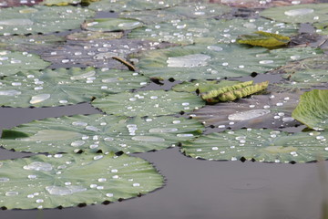 Drops of Water on Lotus Leaf
