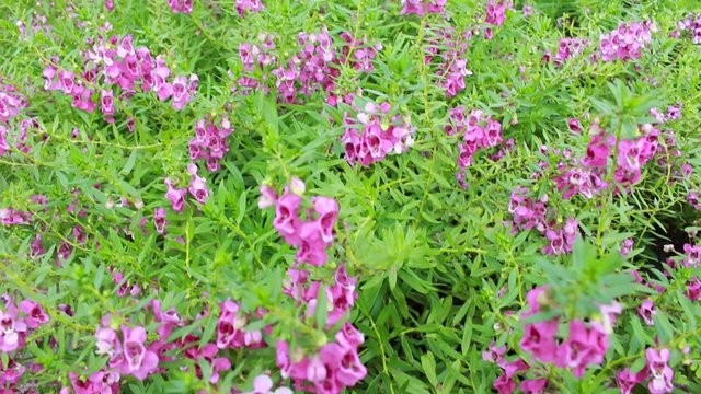 Purple flower, Angelonia goyazensis Benth garden