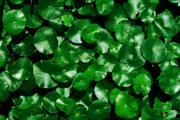 Water Pennywort, Centella asiatica background