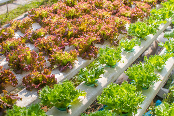 Fototapeta premium vegetable farm