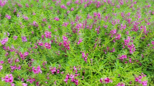 Purple flower, Angelonia goyazensis Benth garden