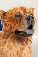 Fototapeta premium Bathroom to a dog chow chow