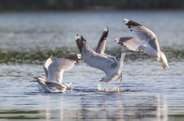 Hunting gull
