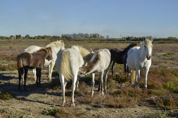 Obraz na płótnie Canvas Cheval , race Camarguais, Equus caballus, Camargue , 34