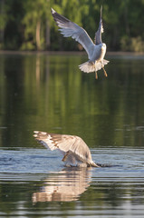 Hunting gull
