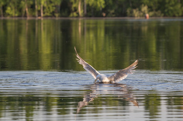 Hunting gull