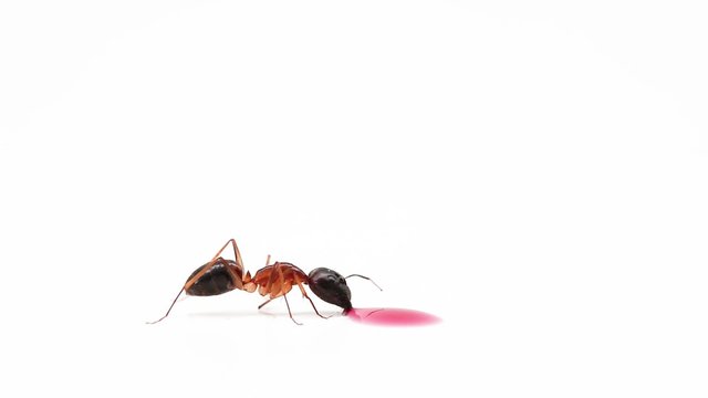 ant on the move