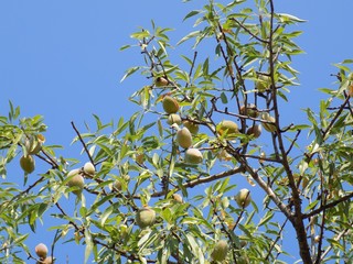 Almond tree