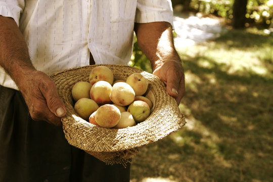 Farmer Picking Peaches