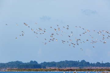 Flock of Mallard ducks