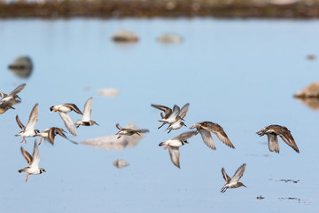 Flock of wading birds flying