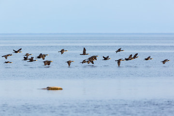 Bird migration with Great Commaran