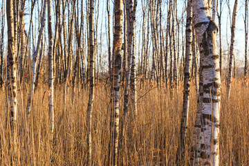 Obraz premium Birch trunks in woods