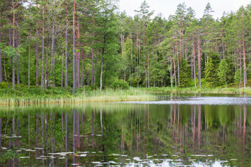 Forest lake with tree reflections