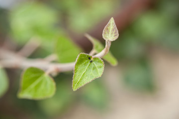 Pflanze blickt nach oben