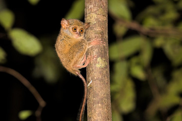 very rare Spectral Tarsier, Tarsius spectrum,Tangkoko National Park, Sulawesi, Indonesia