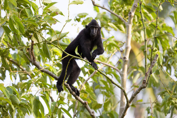 Crested black macacue, Macaca nigra, on the tree, Tangkoko National Park, Sulawesi, Indonesia