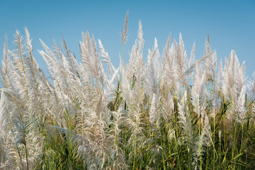 Fototapeta premium Grass flowers with blue sky background.