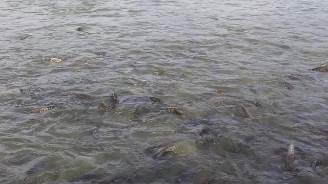 Java barb, Silver barb fish bustle eat feed in farm, Closeup scene