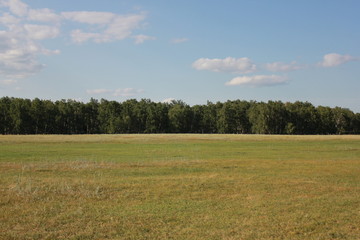 Landscape with field near forest 18277