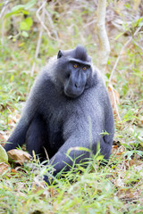 the male Crested black macacue, Macaca nigra, Tangkoko National Park, Sulawesi, Indonesia
