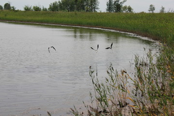 Lake in field near forest 18374