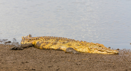 Nile crocodile