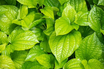 fresh Betel Leaf (Piper Betle)