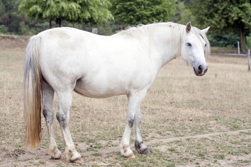 Fototapeta premium koń
