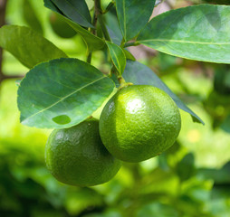 Lime green tree hanging from the branches itself