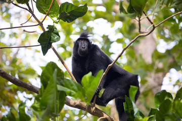 Crested black macacue, Macaca nigra, on the tree, Tangkoko National Park, Sulawesi, Indonesia